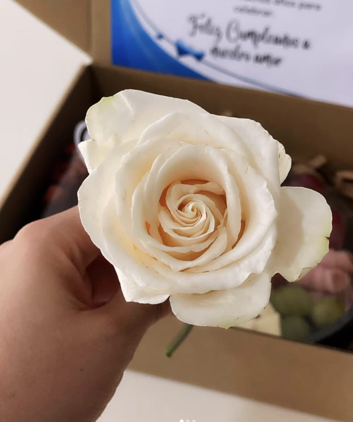 Una rosa blanca sostenida a mano sobre la caja de regalo
